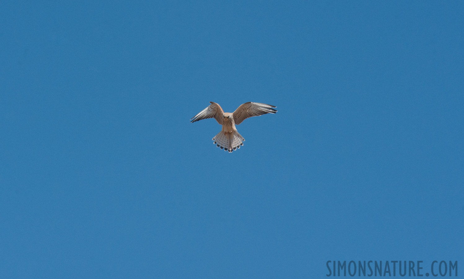 Montenegro - Falco tinnunculus tinnunculus [550 mm, 1/1600 Sek. bei f / 11, ISO 1000]
